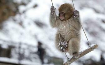 Baby Monkey Wallpaper
