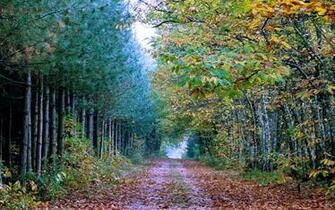Amazing Forest Path Widescreen High Resolution Wallpaper