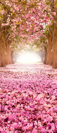 Cute Spring Phone Wallpaper