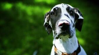 Great Dane Profile Wallpaper Pictures Photos And