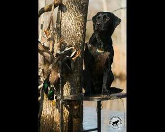 Ducks Unlimited Dog Wallpaper Monthly