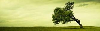 Tree Dual Wallpaper Monitors So