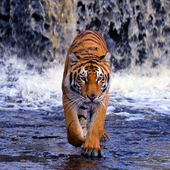 Tiger Live Wallpaper Screenshot