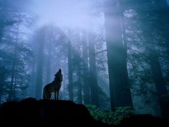 Wolf Wallpaper Desktop HD In Animals Imageci