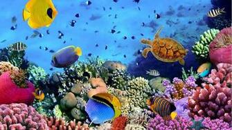 Ocean Fish Live Wallpaper Android Apps On Google Play