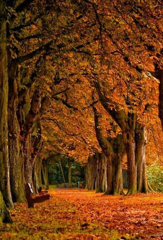 Autumn 3wallpaper iPhone Les Wallpaper Du Jour