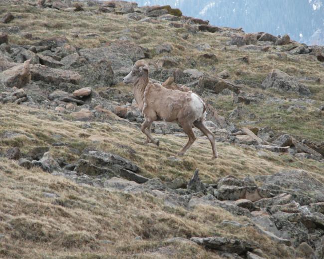 Bighorn Sheep Pics And Wallpaper
