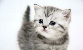 Fondo De Pantalla Gatito Gris HD