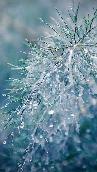 Raindrops Bokeh iPhone 5s Wallpaper iPad