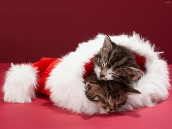 Christmas Kittens Cats Wallpaper