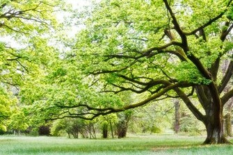 Spring Wallpaper Desktop HD