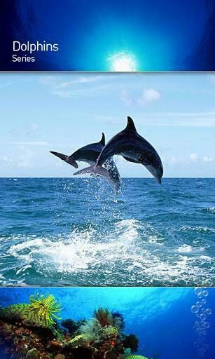 Live Wallpaper Is A New Animated Application In Theme Dolphin Beach