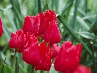 Flores Rojas Red Flowers Wallpaper Fotos E Im Genes En