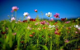 Summer Pictures For Desktop Background Which Is Under The