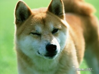 Shiba Inu Dog Wallpaper