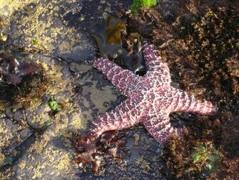 Keywords Starfish Wallpaper Desktopwallpaper