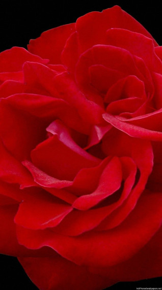 Black Rose iPhone Wallpaper On