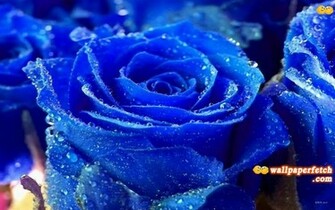 Wallpaper Fetch Rose Flower HD