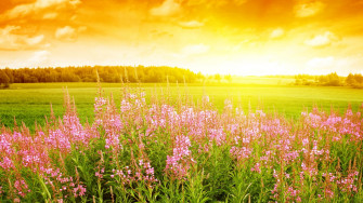 Summer Wallpaper