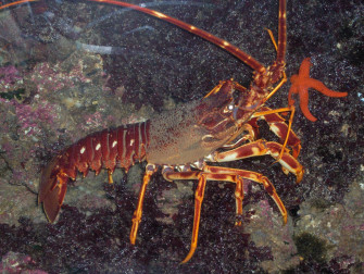 Spiny Lobster Animal HD Wallpaper