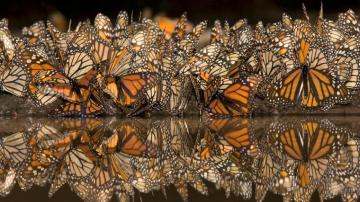 Gathering Of Monarch Butterflies Michoacan Mexico Wallpaper Kde