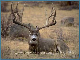 Mule Deer Screensaver