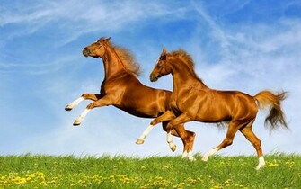 Horse In High Resolution For Get HD Wallpaper Desktop