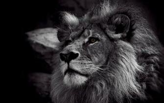 Lion Wallpaper HD Black And White HD4wallpaper Net