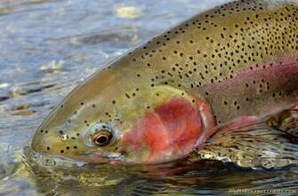Screen Savers And Background Fly Fishing Portraits