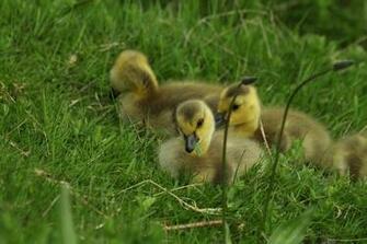 With Canadian Goose Cool Image Wallpaper Nice Geese