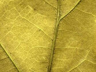 Gold Leaf Wallpaper