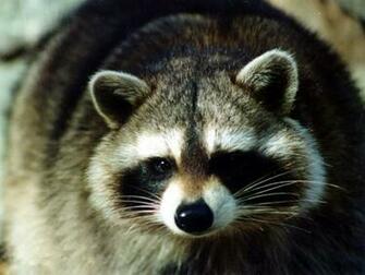 Raccoon Wallpaper