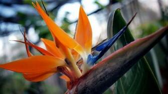 Flowers Wallpaper Birds