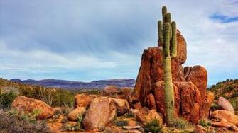 Arizona Desert Cactus Wallpaper At Wallpaperbro