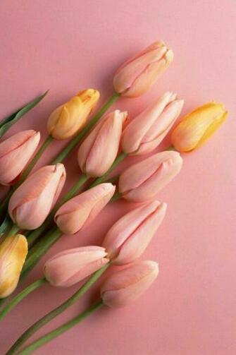 Flower Image Wallpaper Love This Peach Color Bunga Peony