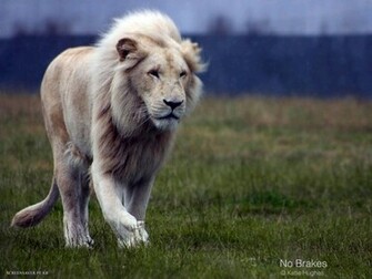White Lion Wallpaper Christian And Background