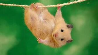 Cute Things HD Wallpaper Hq Desktop