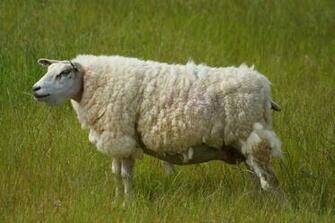 Sheep Lamb Photos Desktop Background Wallpaper