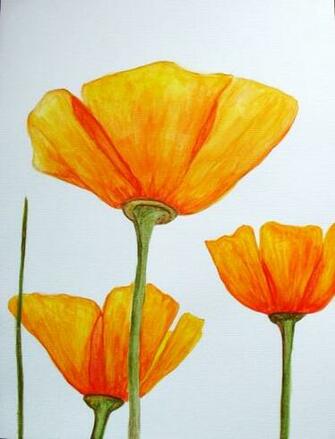 Pin California Poppy Wallpaper Flower