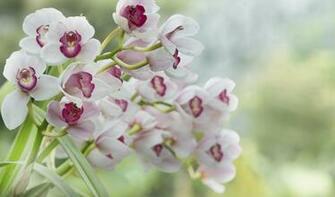 White Orchids Wallpaper HD