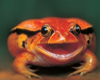 Funny Frog Wallpaper
