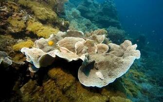 Image Coral Reef HD Wallpaper Widescreen Background High Quality