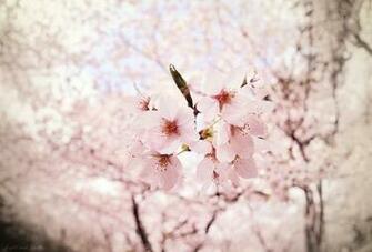 Flowers Photo