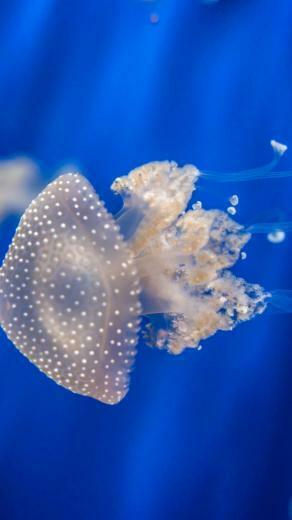 Wallpaper Sea Nettle 4k 5k 8k Jellyfish Medusa