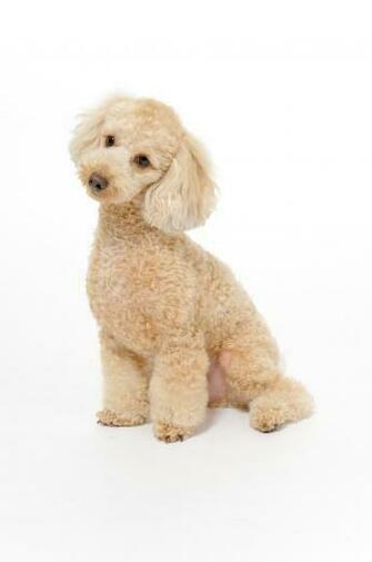 Cuddly Poodle Wallpaper By Bubupoodle