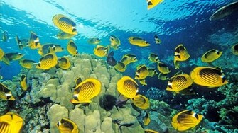 High Quality Cartton Fish Undersea Wallpaper Full HD