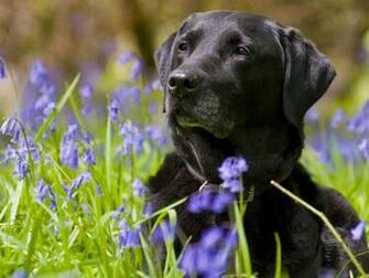 Black Labrador Retriever