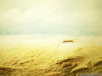 Wind Wallpaper