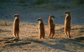Animal Meerkat Wallpaper