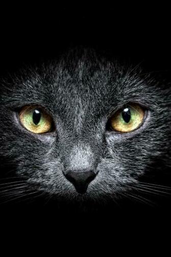 Black Cat In The Dark iPhone Wallpaper